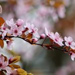 cherry plum, flowering branch, ornamental plum-7899317.jpg